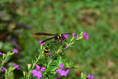 Phimenes flavopictus formosanus