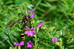 Phimenes flavopictus formosanus