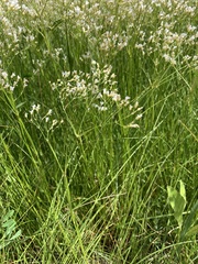 Eremogone longifolia