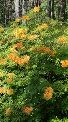 Rhododendron japonicum