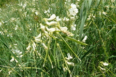 Lathyrus pallescens