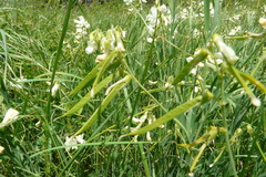 Lathyrus pallescens