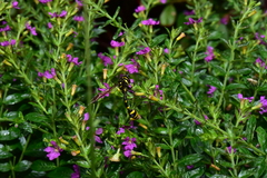 Phimenes flavopictus formosanus