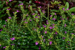 Phimenes flavopictus formosanus