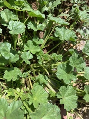 Malva pusilla
