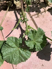 Malva pusilla
