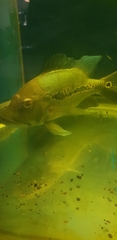 Cichla