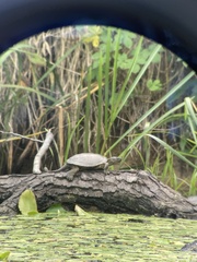 Emys orbicularis orbicularis