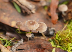 Mycena mijoi
