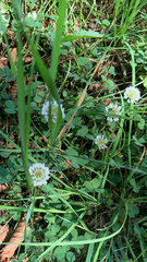 Trifolium repens