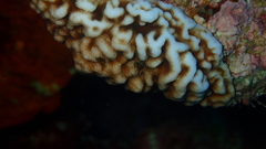 Leptoseris incrustans