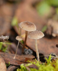 Mycena mijoi