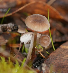 Mycena mijoi