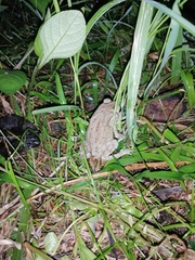 Duttaphrynus melanostictus