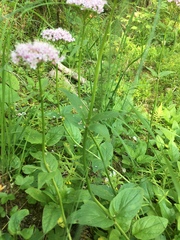 Valeriana montana