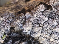 Pertusaria leucosora