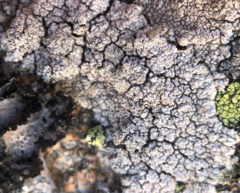 Pertusaria leucosora