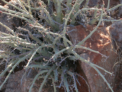 Euphorbia gariepina