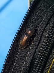 Selatosomus aeneus