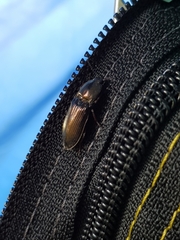 Selatosomus aeneus