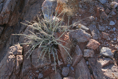 Euphorbia gariepina