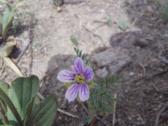 Erodium tibetanum