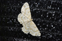 Catoria sublavaria