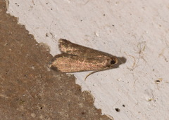 Eccopisa effractella