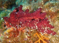 Alcyonium acaule