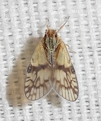 Bothriocera maculata