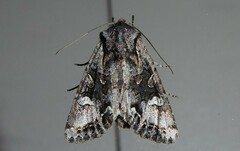 Ichneutica insignis