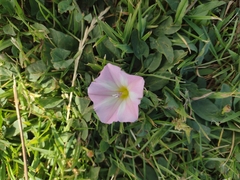 Convolvulus arvensis