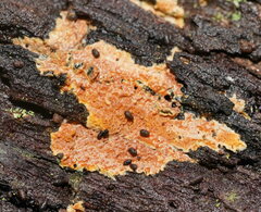 Gloeoporellus merulinus