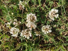 Trifolium repens
