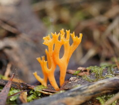 Ramariopsis crocea