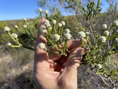 Phylica cuspidata cuspidata