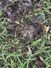 Gallus gallus domesticus