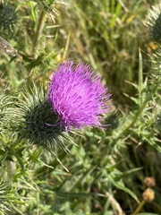 Cirsium vulgare