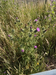 Cirsium vulgare