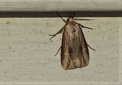 Crambodes talidiformis