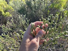 Phylica cuspidata cuspidata