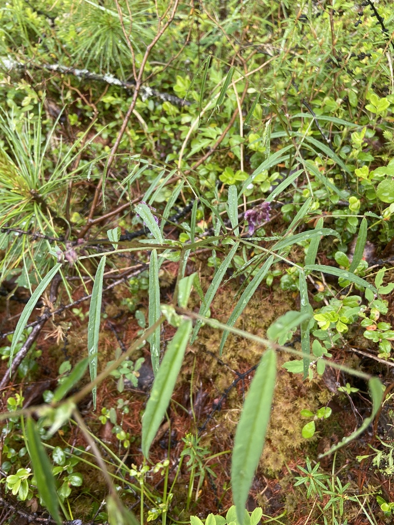 Vicia venosa; photograph Pavel Zhuravlyov, CC BY, iNaturalist via GBIF