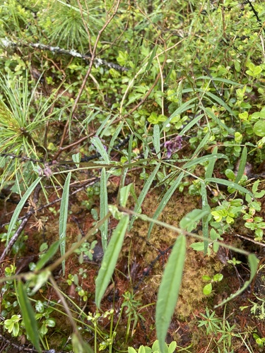 Vicia venosa