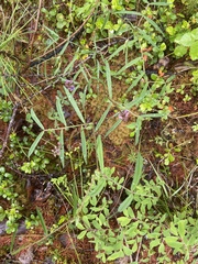 Pavel Zhuravlyov, CC BY, iNaturalist via GBIF Vicia venosa, photograph Pavel Zhuravlyov, CC BY, iNaturalist via GBIF