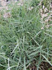 Phalaris arundinacea picta