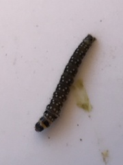 Zelotherses paleana