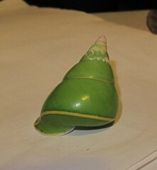 Papustyla pulcherrima