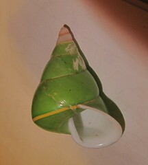 Papustyla pulcherrima