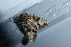Ichneutica insignis