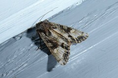 Ichneutica insignis